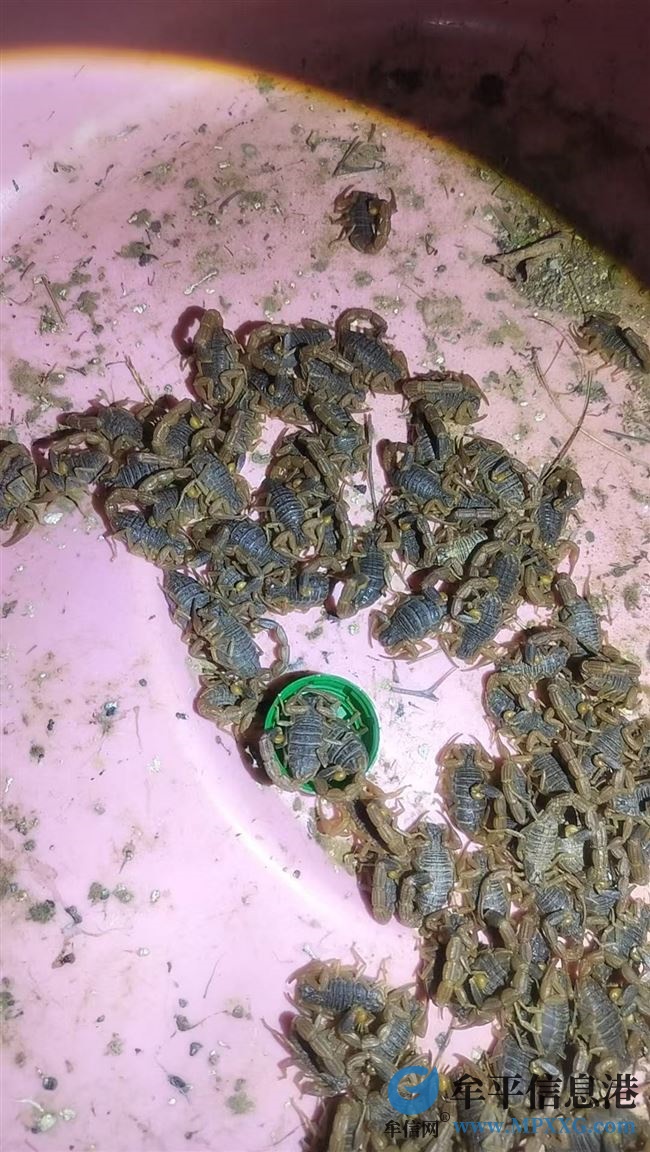 个人爱好，上山捉的蝎子，现有意出售