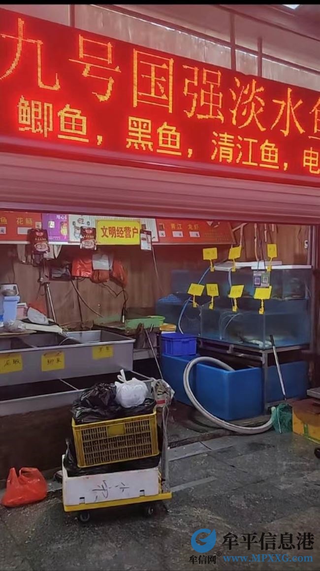 急招杀鱼男工