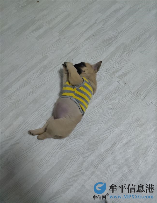 小体巴哥犬