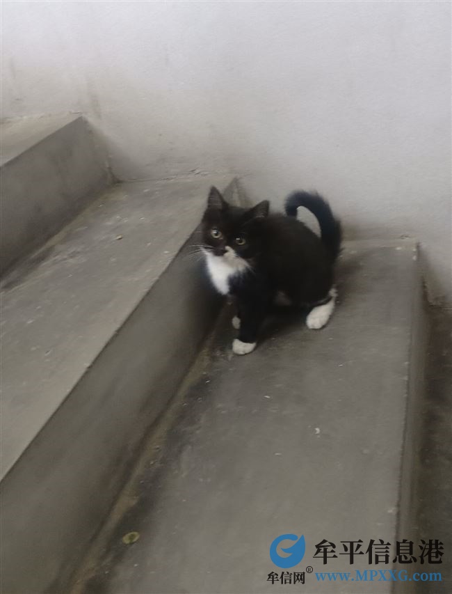 免费领养小猫