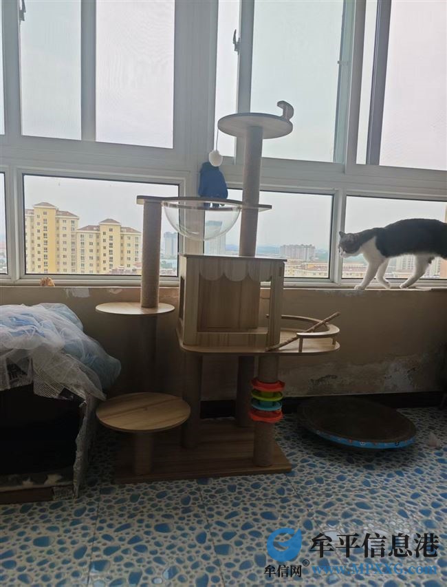 99新猫爬架，自家猫不玩，