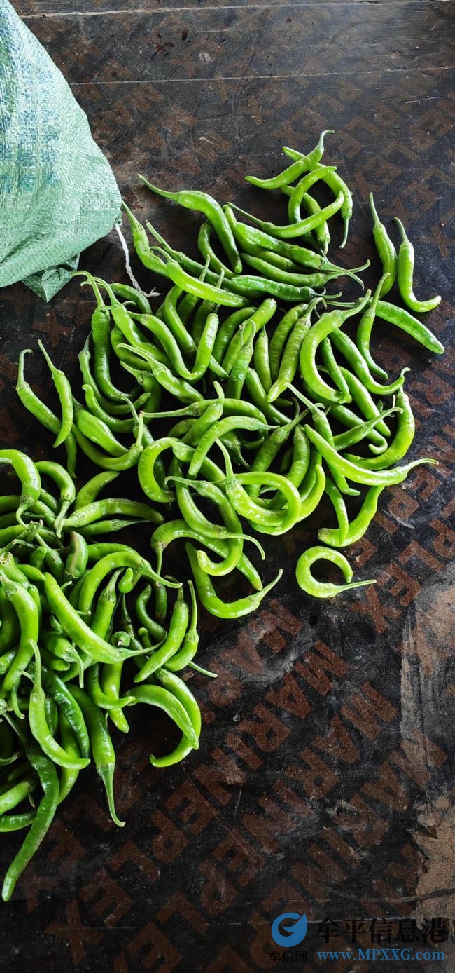 卖辣椒🌶卖辣椒🌶